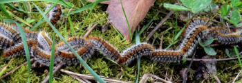 Chenille