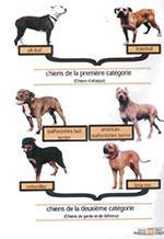 Chiens dangereux